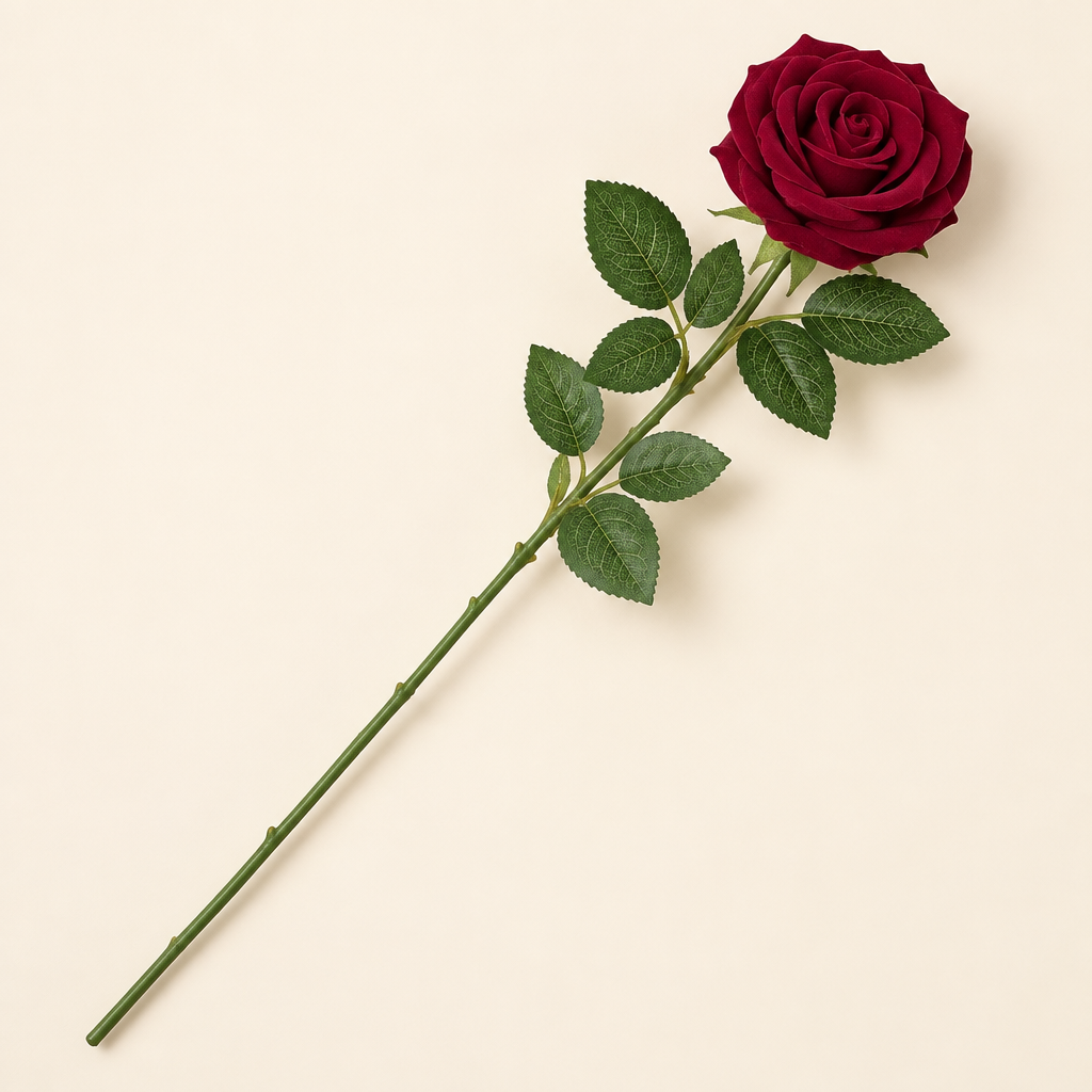 Red velvet long stem rose on cream background